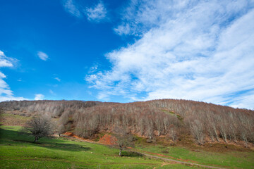 Fototapeta premium Tall trees with their branches up in the sky. Vertical trees with empty branches. The branches do not have leaves and the blue sky is visible above the forest. 