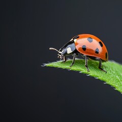 Fototapeta premium This close-up image captures a ladybug perched gracefully on a green leaf, showcasing its vivid red and black colors. Perfect for nature-themed projects.