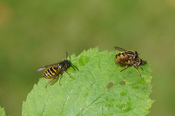 Close up common wasp (Vespula vulgaris) and hoverflies, male and female Sun fly, Tiger Marsh Fly, Helophilus pendulus. On a leaf. Dutch garden, September