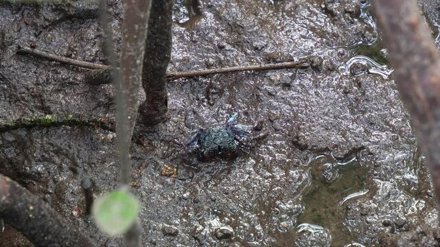 Face-banded crab alerted by the surroundings in the mangrove wetlands in its natural habitat, close up shot.