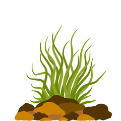 aquarium seaweed vector