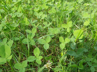 green meadow background