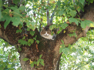 cat on a tree