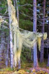 Beard lichen on a tree branch in a forest