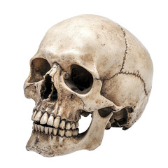 Obraz premium Realistic human skull with cracks, isolated on transparent cutout background