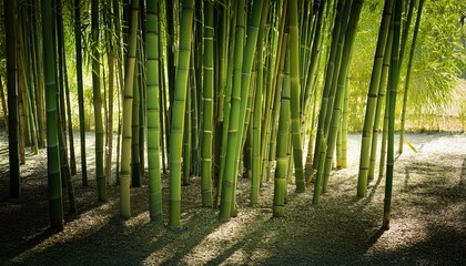 Fototapeta premium Dense green bamboo forest with sunlight filtering through the stalks, casting shadows on the ground, creating a serene atmosphere.