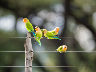 Rosenköpfchen (Agapornis roseicollis)