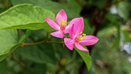 The bleeding heart vine, scientifically known as Clerodendrum thomsoniae, blooms in pink and is highly favored by stingless bees.