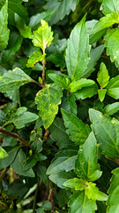 Green leaves of Acalypha siamensis plant as hedgerow