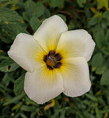 Fototapeta premium The Turnera subulata flower blooms every morning. The Turnera flower is very popular with bees.