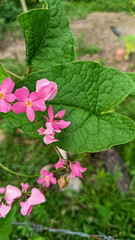 Fototapeta premium The bleeding heart vine, scientifically known as Clerodendrum thomsoniae, blooms in pink and is highly favored by stingless bees.