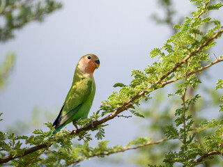 Rosenköpfchen (Agapornis roseicollis)
