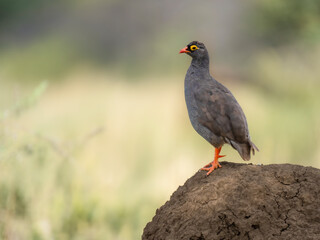 Rotschnabelfrankolin (Pternistis adspersus)
