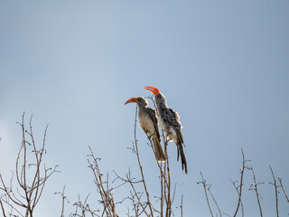 Felsentoko (Lophoceros bradfieldi,
