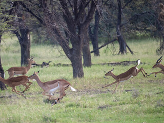 Springbock (Antidorcas marsupialis)