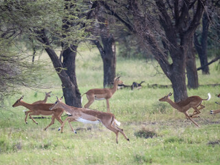 Springbock (Antidorcas marsupialis)