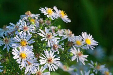 Aster tataricus flowers in an autumn garden, close up shot