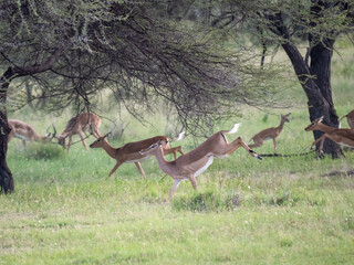 Springbock (Antidorcas marsupialis)