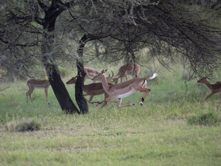 Springbock (Antidorcas marsupialis)