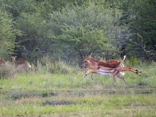 Springbock (Antidorcas marsupialis)