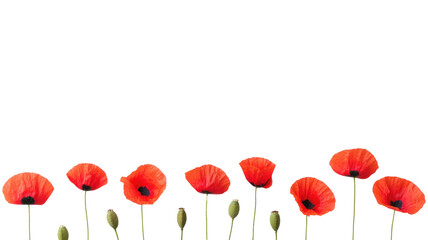 Fototapeta premium Vibrant Red Poppies Against on transparent background