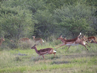 Springbock (Antidorcas marsupialis)
