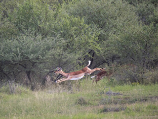 Springbock (Antidorcas marsupialis)