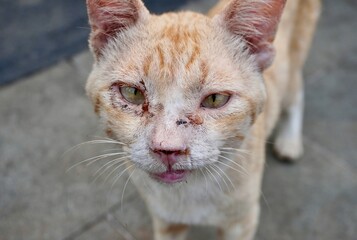 Strong male stray orange and white cat face portrait with wound and scars isolated on horizontal...