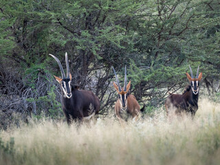 Rappenantilope (Hippotragus niger)