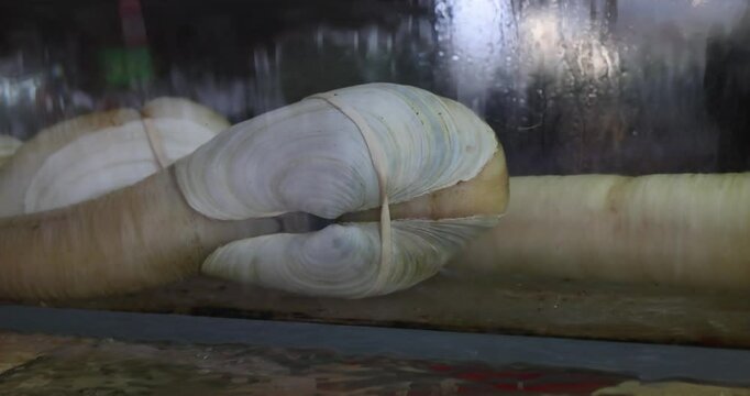 Live geoduck for cooking in the restaurant's aquarium. An Asian delicacy dish