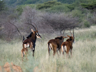 Rappenantilope (Hippotragus niger)