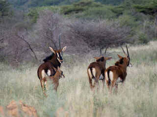 Rappenantilope (Hippotragus niger)