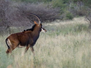 Naklejka premium Rappenantilope (Hippotragus niger)