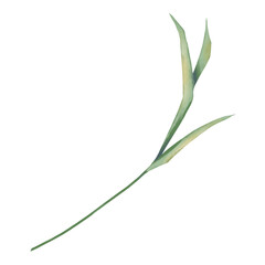 Stem of grass with long leaves green, picturesque digital watercolor illustration for printing and web