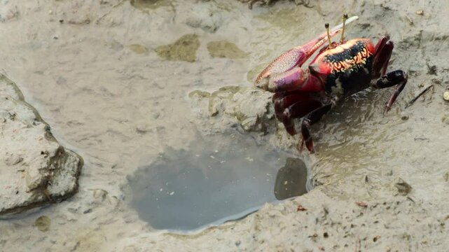It is a small and cute fiddler crab that lives in the mud or sand of the coast.해안가 진흙이나 모래에 사는 작고 귀여운 농게 입니다.