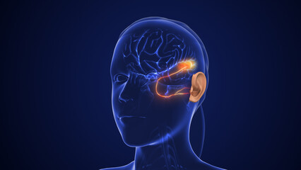 Auditory Pathway Transmits Sensory Signals for Hearing