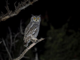 Fleckenuhu (Bubo africanus)