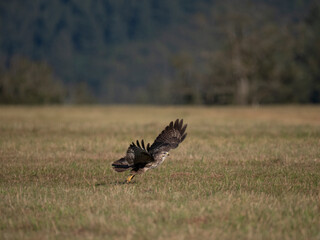 Mäusebussard (Buteo buteo) 
