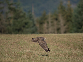 Mäusebussard (Buteo buteo) 