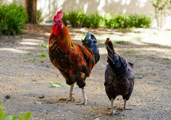 Colorful rooster and hen wandering together in a sunny farmyard on a bright day