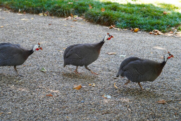 Guinea fowls stroll along a gravel path in a vibrant garden filled with greenery and colorful plants