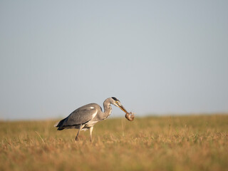 Graureiher (Ardea cinerea) bei der Mäusejagd