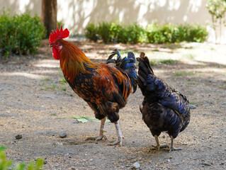 A colorful rooster and a hen stroll through the farmyard under the bright sun on a warm day