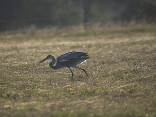 Graureiher (Ardea cinerea) bei der Mäusejagd