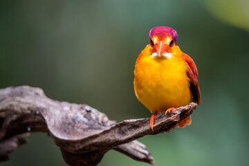 Rufous Backed Kingfisher perch open eye level 