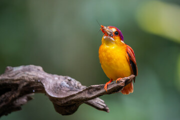 Rufous Backed Kingfisher perch open eye level 