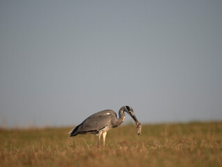 Graureiher (Ardea cinerea) bei der Mäusejagd
