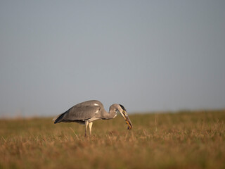 Graureiher (Ardea cinerea) bei der Mäusejagd