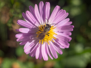 Obraz premium bee close up