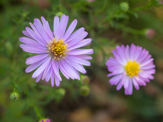 Obraz premium blooming purple aster